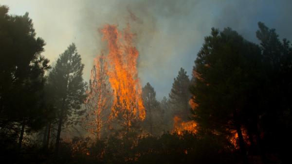 A pine tree torches during the Milli Fire in Deschutes National Forest near Sisters, OR, August 23, 2017. 