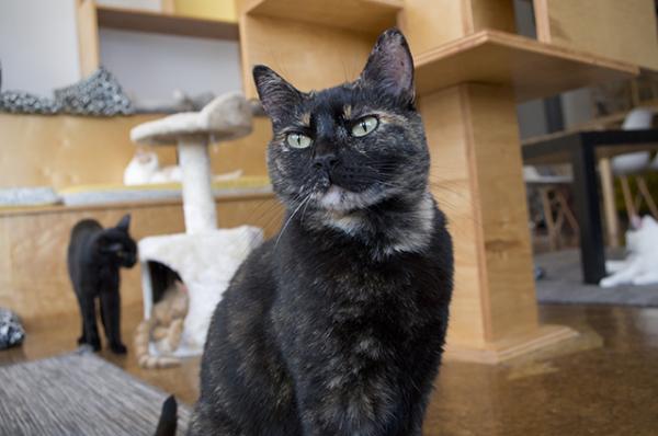 Marni at the Mauhaus Cat Cafe 