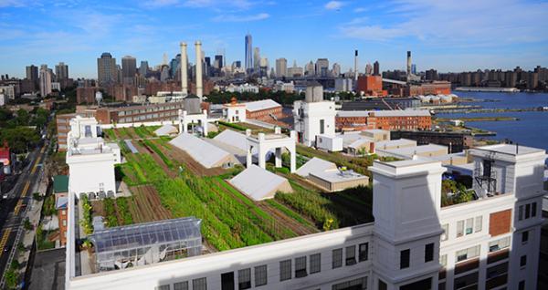 The rooftop farm that Brooklyn Grange maintains at the Brooklyn Navy Yard in New York