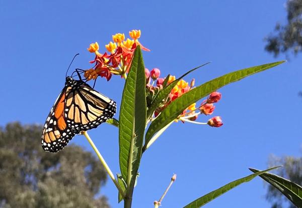 A monarch butterfly hangs onto a milkweed blossom. Photo courtesy of the author