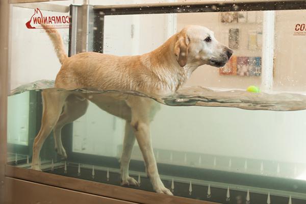 Gator using the aqua treadmill