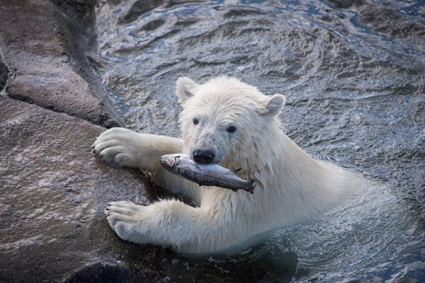 Cub born at the zoo in November of 2016 Cub born at the zoo in November of 2016