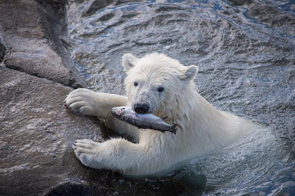 Cub born at the zoo in November of 2016