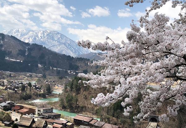 Cherry blossoms in Shirakawa-go, Japan.