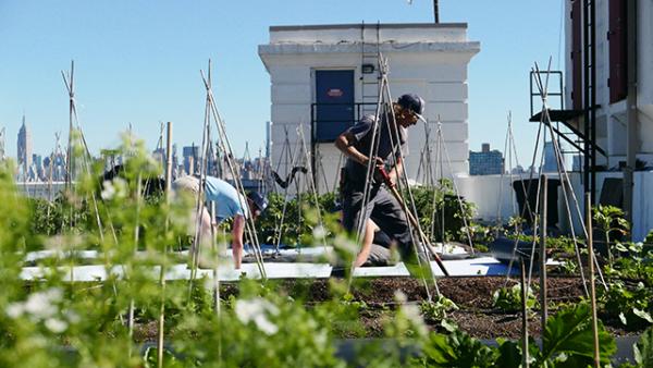 Farmers Farming at the Brooklyn Navy Yard farm