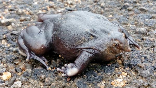 The purple-pig nosed frog (Nasikabatrachus sahyadrensis) only comes out from underground three weeks a year, making it very hard for Scientists to study. The purple-pig nosed frog (Nasikabatrachus sahyadrensis) only comes out from underground three weeks a year, making it very hard for Scientists to study.