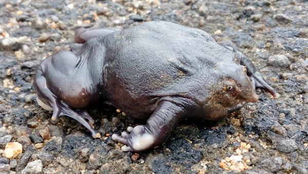 The purple-pig nosed frog (Nasikabatrachus sahyadrensis) only comes out from underground three weeks a year, making it very hard for Scientists to study. 