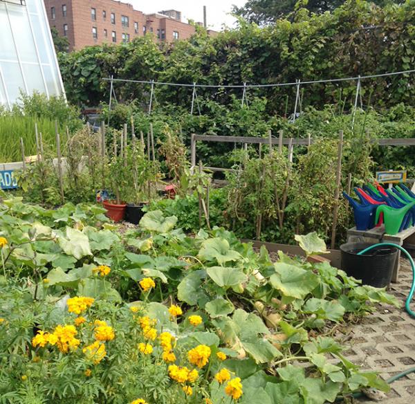 The garden at P.S. 216 in Brooklyn, New York. Students and staff tend the “Edible Schoolyard.” 