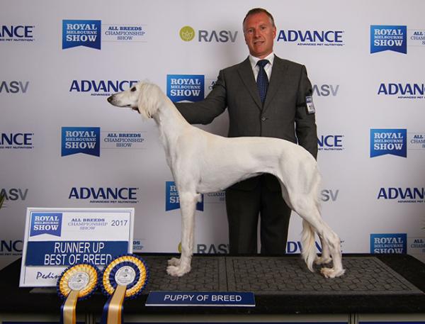 Portia with her co-owner and handler Andrew Watt after awarded runner up for best puppy of breed. Photo courtesy of Melinda Watt 