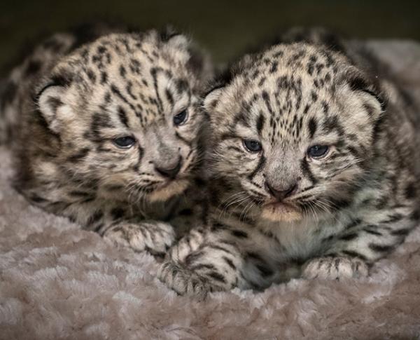 Baby snow leopards Meru and Merai at the Los Angeles Zoo