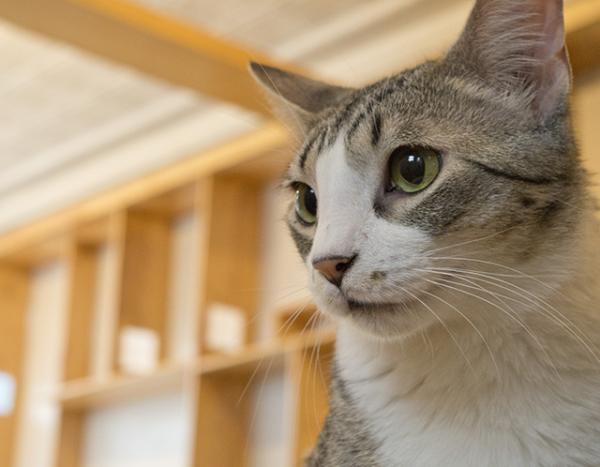 Taylor at the Mauhaus Cat Cafe 