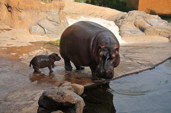 Winnie, a baby hippo, plays with her mother, Binti, at the Memphis Zoo. 