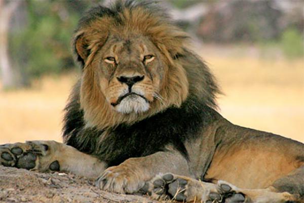 Before his death in July 2015, Cecil the lion had been the subject of more than a decade of research. The lion lived in a game preserve in Zimbabwe.