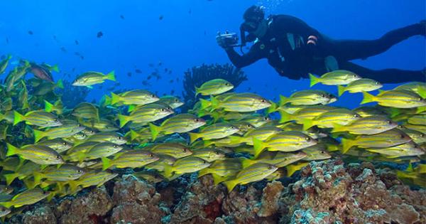 A scuba diver photographs a school of bluestripe snapper in the waters of Hawaii. The state’s marine life is threatened by pollution, climate change, and overfishing.