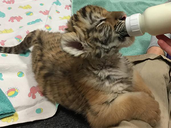 Kash, an Amur tiger cub, is bottle-fed at the Milwaukee County Zoo after developing an infection.
