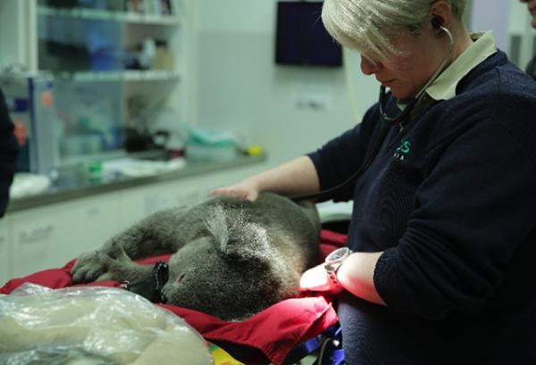 Tony being treated at the Healesville Sanctuary, photo courtesy of Zoos Victoria