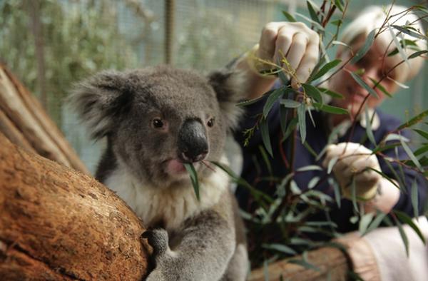 Tony the Koala, photo courtesy of Zoos Victoria Tony the Koala, photo courtesy of Zoos Victoria