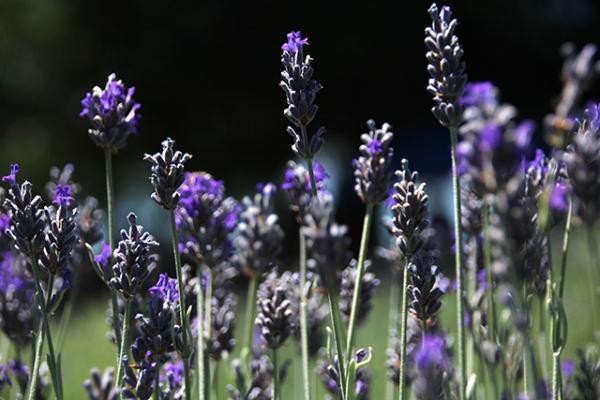 Lavender on the hills of the Helvetia Lavender Farm