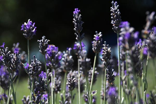 Lavender on the hills of the Helvetia Lavender Farm Lavender on the hills of the Helvetia Lavender Farm