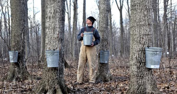 Maple trees must be at least 10 inches in diameter before they are tapped. Maple trees must be at least 10 inches in diameter before they are tapped.
