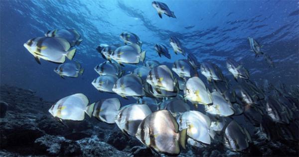 Batfish play a key role in eating algae that otherwise destroys coral reefs. Batfish play a key role in eating algae that otherwise destroys coral reefs.