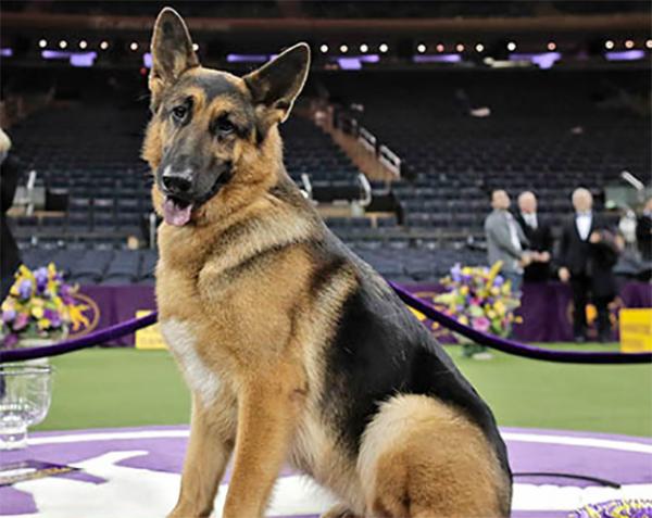 Rumor, a German shepherd, poses for photos after winning Best in Show at the 141st Westminster Kennel Club Dog Show. Rumor, a German shepherd, poses for photos after winning Best in Show at the 141st Westminster Kennel Club Dog Show.