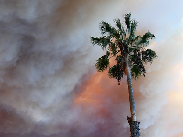Palm tree and smoke (Photo by Carl Huffman)