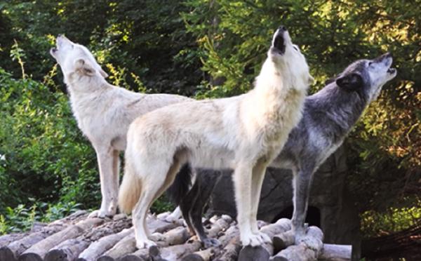 Zephyr, Alawa, Nikai, 3 Canadian Rocky Mountain gray wolves howling
