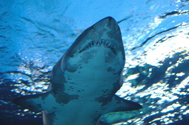 Shark caption tk, photo by Malkusch Markus