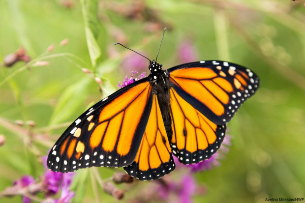 The Great Monarch Butterfly Migration Explained