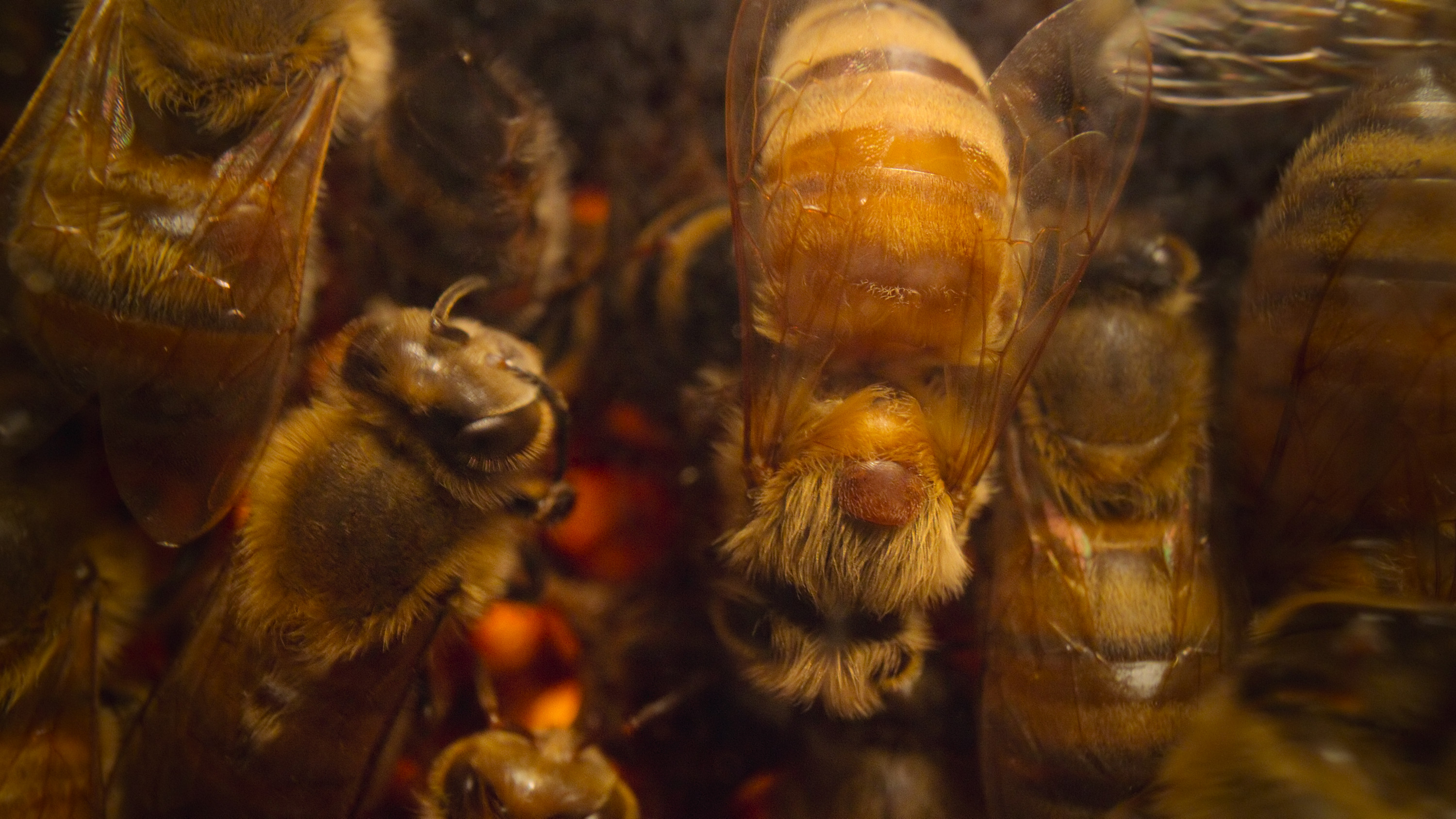 The production team used stunning macro photography to observe every aspect of the bees’ lives. (Credit: National Geographic)