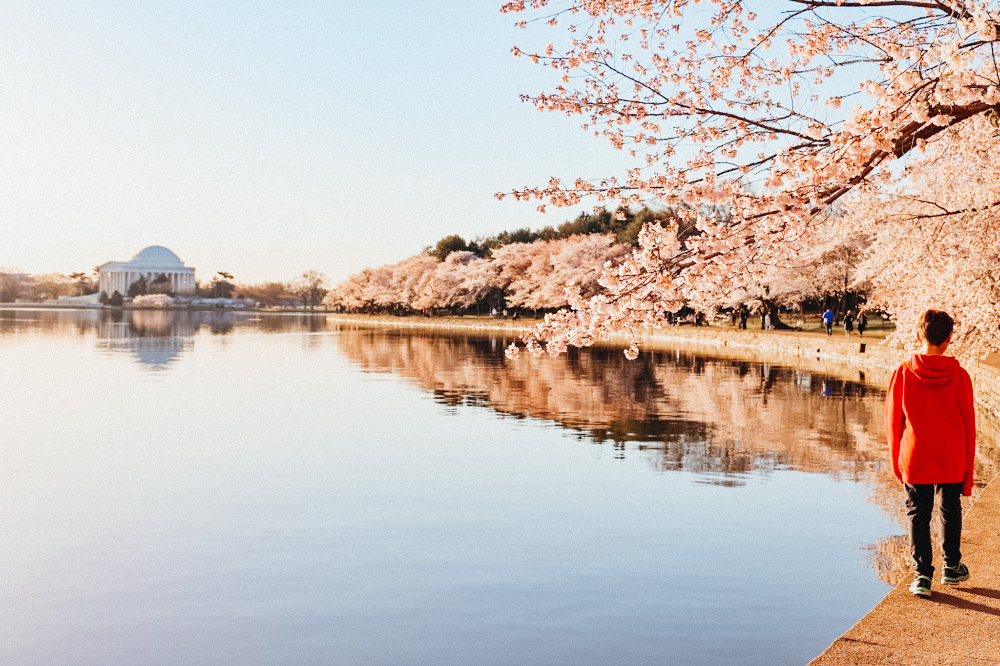 Get Out There: Cherry Blossom Parade returns to DC