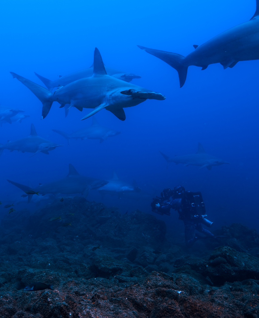 Hammerhead Sharks Up Close host, Bertie Gregory dives with several Hammerhead Sharks (credit National Geographic/Jeff Hester). Hammerhead Sharks Up Close host, Bertie Gregory dives with several Hammerhead Sharks (credit National Geographic/Jeff Hester).