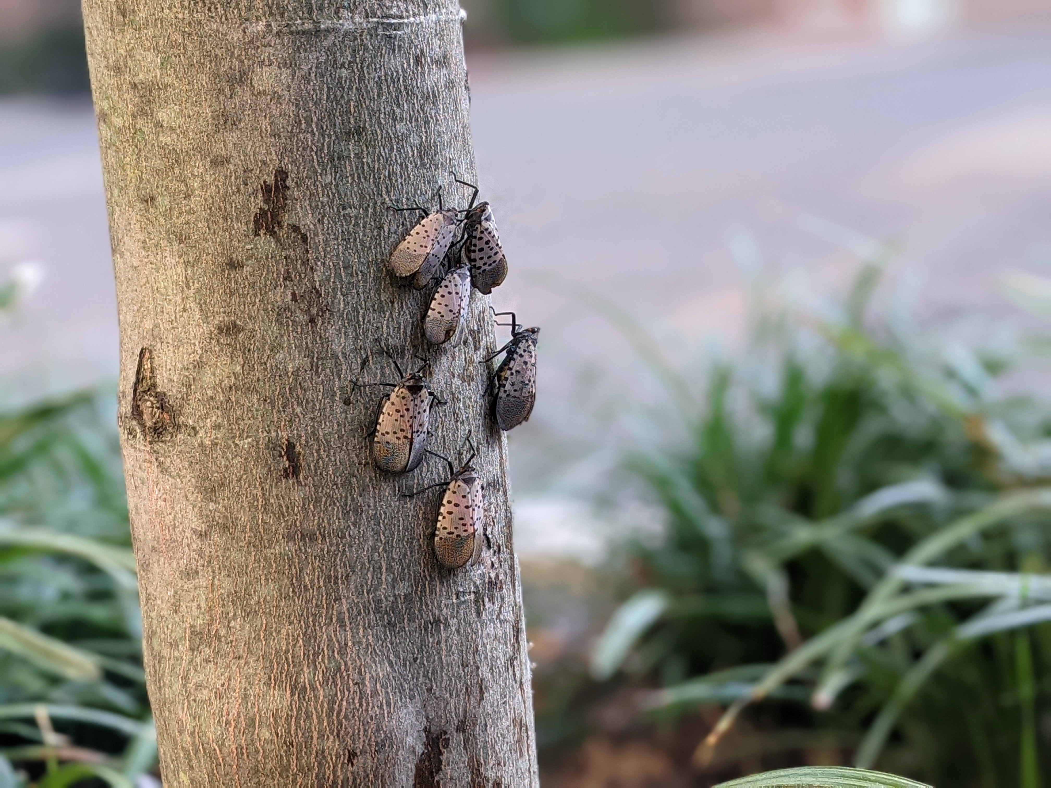 Spotted Lanternfly Is Now In The Hudson Valley; Where It's, 40% OFF