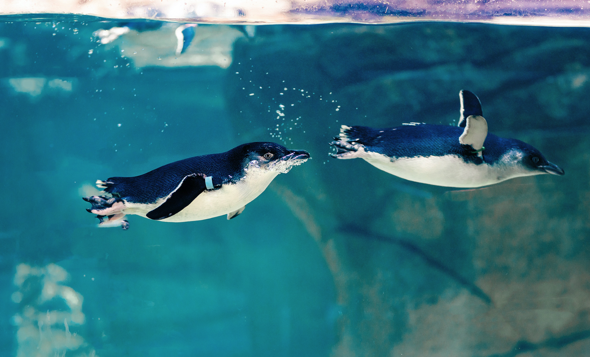 Little Penguins Learn to Play