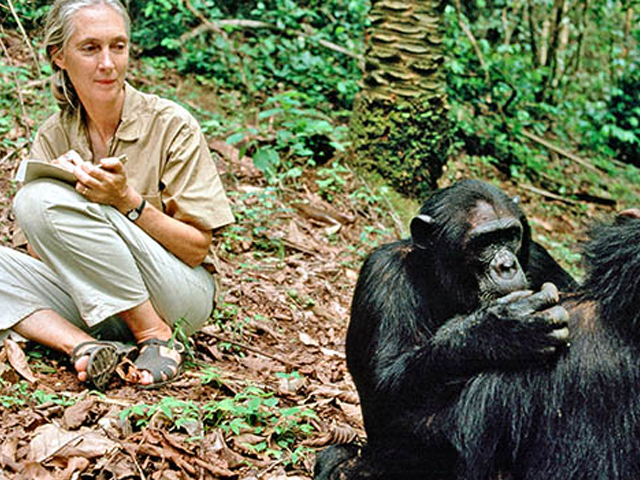 Conservationist Jane Goodall, known around the world as “Dr. Jane,” studies chimpanzee behavior in Gombe Stream National Park in Tanzania in 1990.
