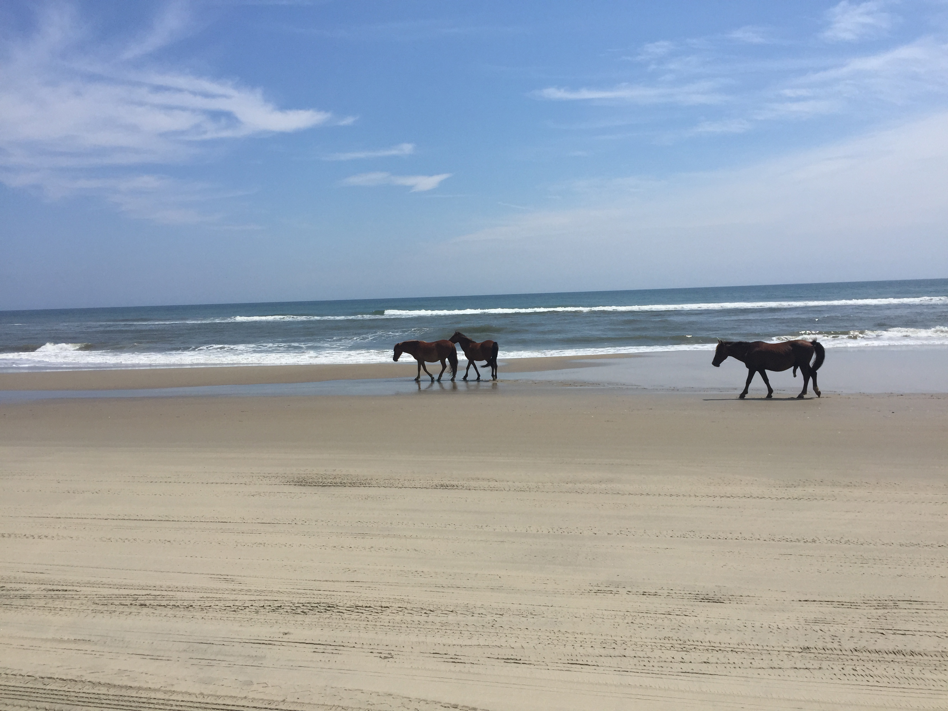 Wild horses on North Carolina’s Outer Banks
