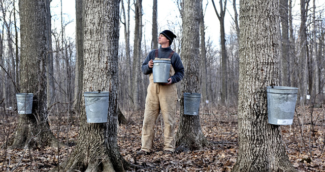 Maple trees must be at least 10 inches in diameter before they are tapped.