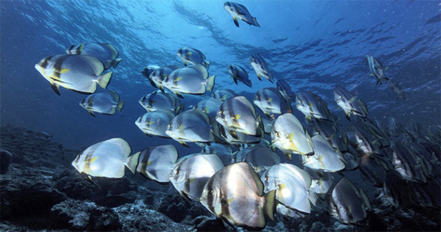 Batfish play a key role in eating algae that otherwise destroys coral reefs.