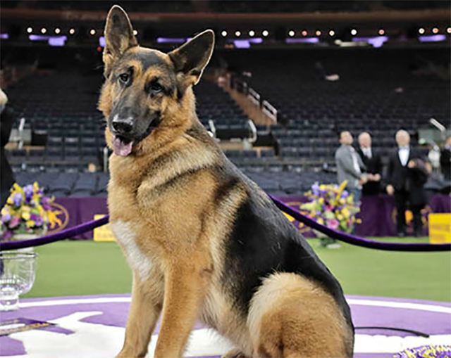 Rumor, a German shepherd, poses for photos after winning Best in Show at the 141st Westminster Kennel Club Dog Show.