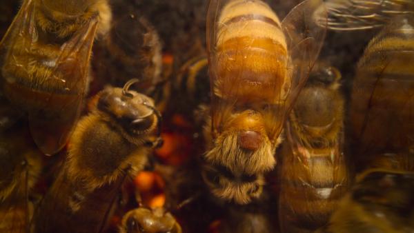  National Geographic)