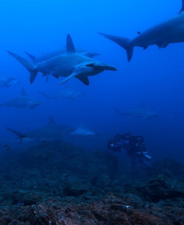 Hammerhead Sharks Up Close host, Bertie Gregory dives with several Hammerhead Sharks (credit National Geographic/Jeff Hester). 