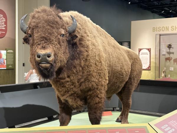  Standing Strong exhibit will be open at the Smithsonian National Museum of National History until May 2029. 