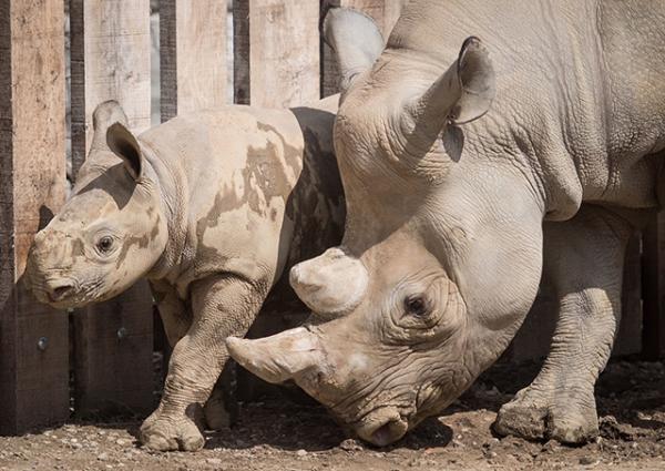 Eastern Black Rhino mother, Kibibbi, and her calf, Lulu at the Cleveland Metroparks Zoo in Ohio.