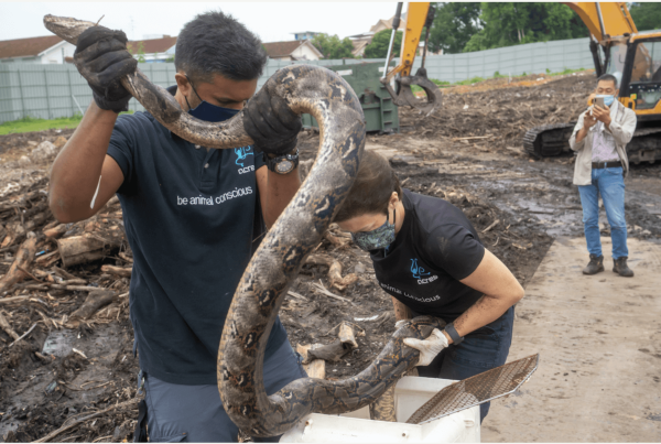 A snake being relocated to a safer area A snake being relocated to a safer area