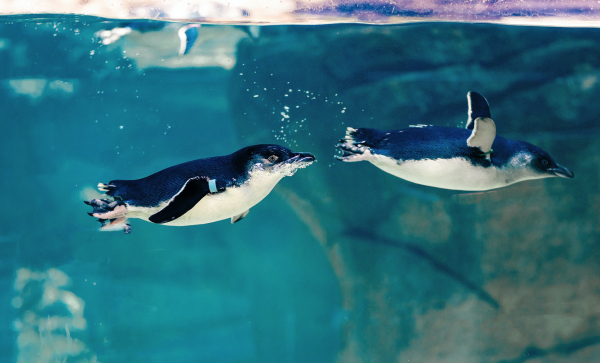 Little Blue Penguins coming to Birch Aquarium