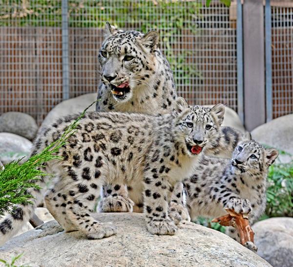 Mom Georgina with Merai and Meru, photo by Tad Motoyama