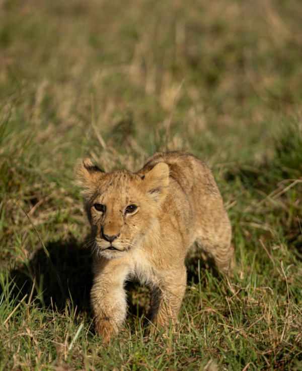 Kio walks through the open grassland, trying to keep pace with a moving group of lions. 