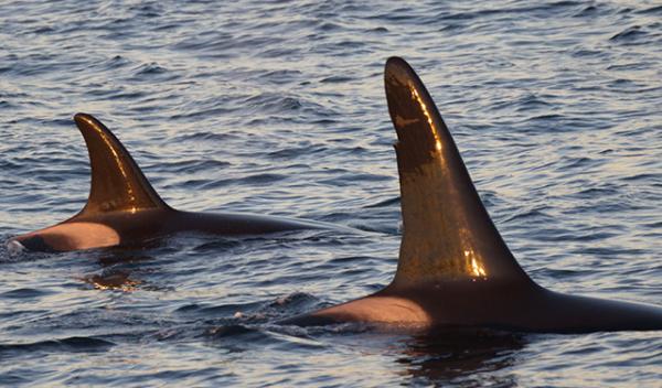 Scoopfin (named for the scoop in his dorsal fin) returns to Southern California this year.