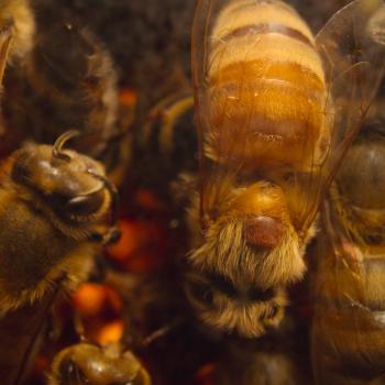 The production team used stunning macro photography to observe every aspect of the bees’ lives. (Credit: National Geographic)